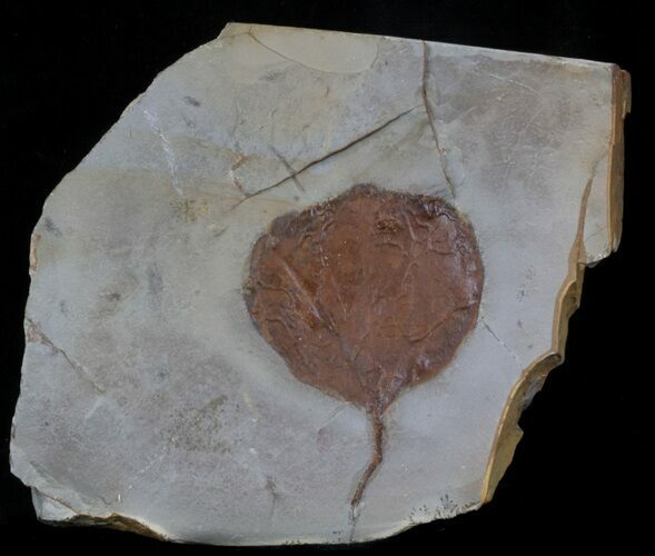 Fossil Leaf (Zizyphoides flabellum) - Montana #37203